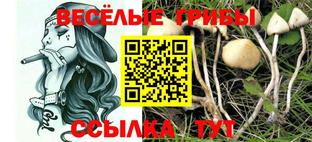 Костомукша  Галлюциногенные грибы Psilocybe  Галлюциногенные грибы прущие грибы  Вход с VPN 